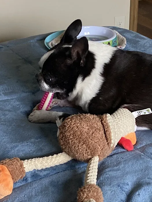 The Animal Clinic Picture 9