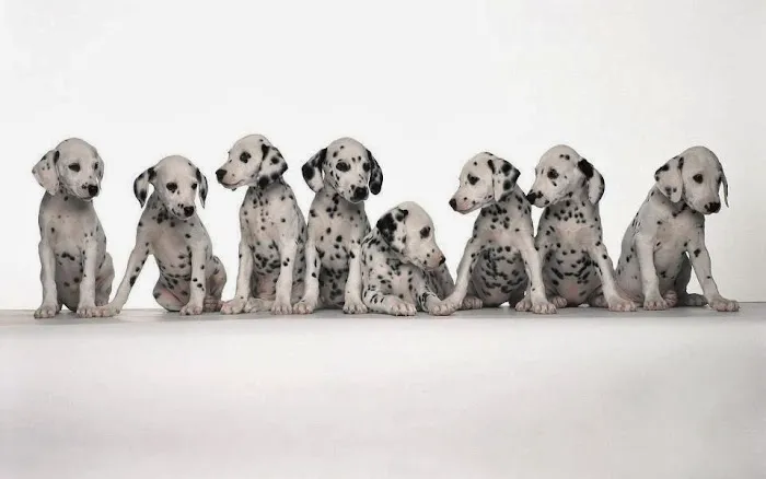 Valley View Veterinary Clinic Picture 1