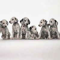 Valley View Veterinary Clinic ico