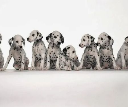 Valley View Veterinary Clinic