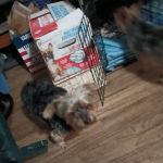 Council Bluffs Veterinary Clinic: Nelson David H DVM