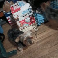 Council Bluffs Veterinary Clinic: Nelson David H DVM ico