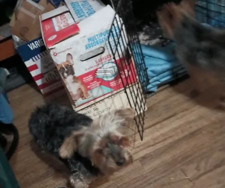 Council Bluffs Veterinary Clinic: Nelson David H DVM