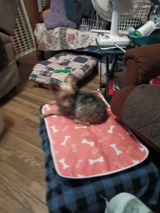 Council Bluffs Veterinary Clinic: Nelson David H DVM Picture 2