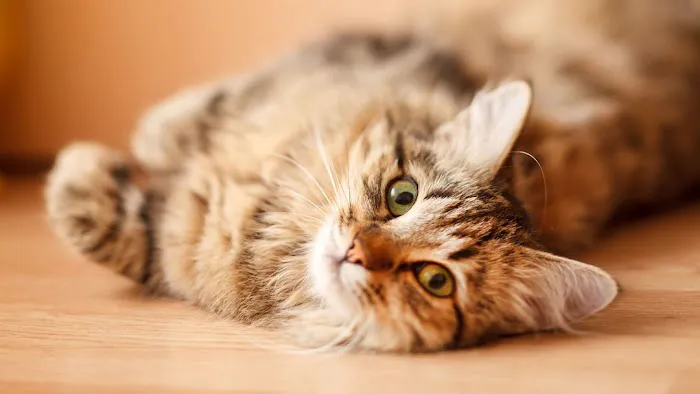 Council Bluffs Veterinary Clinic Picture 3