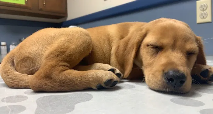 Council Bluffs Veterinary Clinic Picture 1