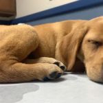 Council Bluffs Veterinary Clinic