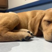 Council Bluffs Veterinary Clinic ico