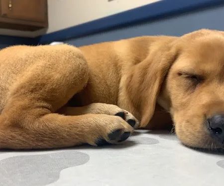 Council Bluffs Veterinary Clinic