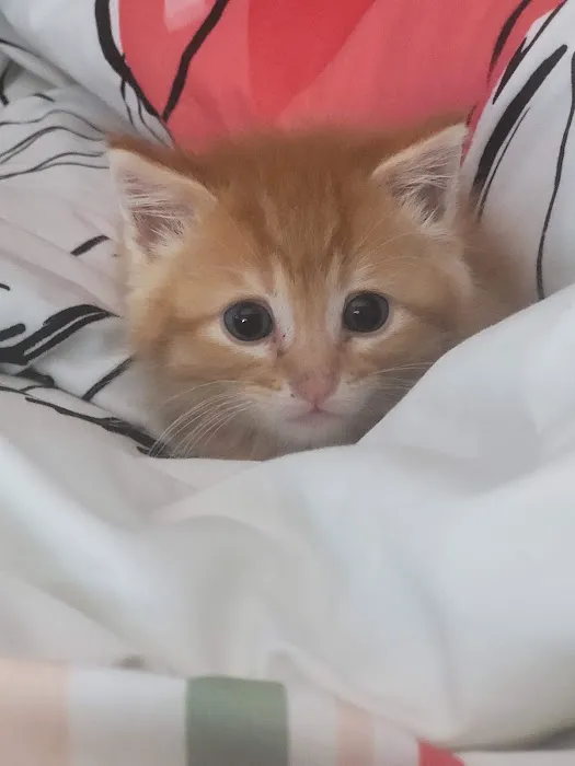 Council Bluffs Veterinary Clinic Picture 7