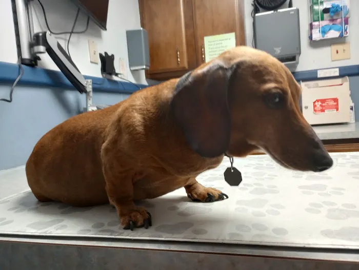 Council Bluffs Veterinary Clinic Picture 8