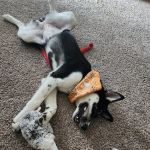 Florence Animal Hospital