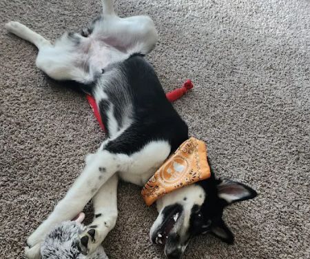 Florence Animal Hospital