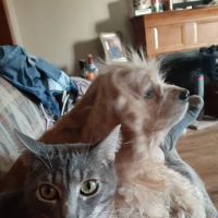 Lamoni Veterinary Clinic ico