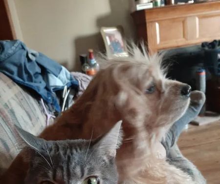 Lamoni Veterinary Clinic