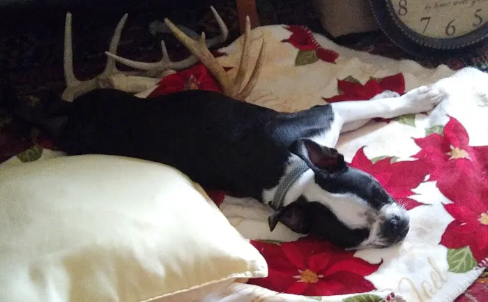 Twin Oaks Veterinary Clinic Picture 5