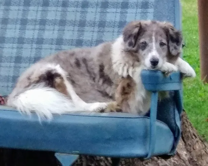 Twin Oaks Veterinary Clinic Picture 3