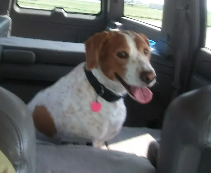 Twin Oaks Veterinary Clinic Picture 1