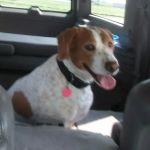 Twin Oaks Veterinary Clinic