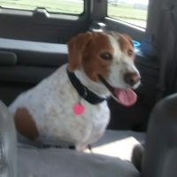 Twin Oaks Veterinary Clinic ico