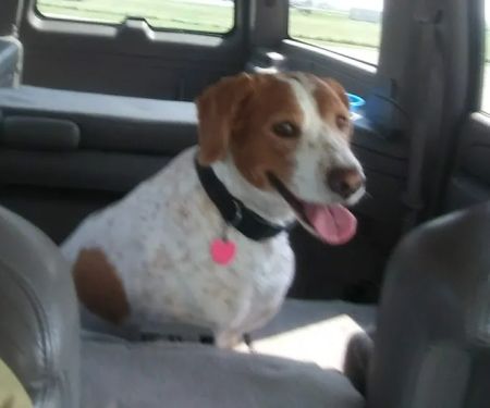 Twin Oaks Veterinary Clinic