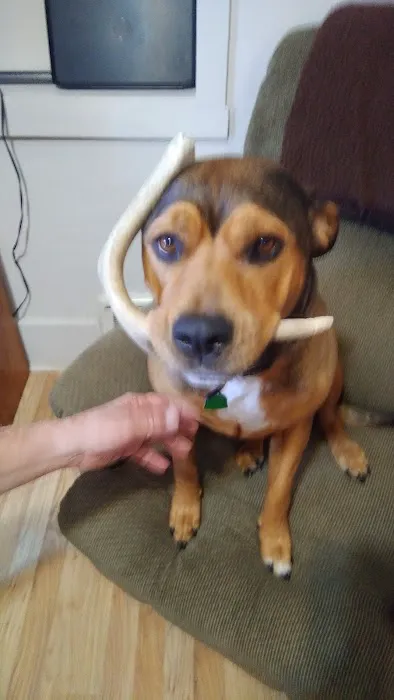 Twin Oaks Veterinary Clinic Picture 4