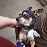 Oak Valley Animal Health ico