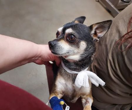 Oak Valley Animal Health