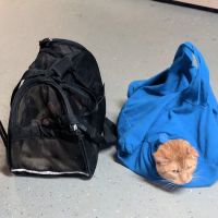 Story Eugene DVM ico