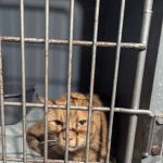 Gallatin Veterinary Clinic