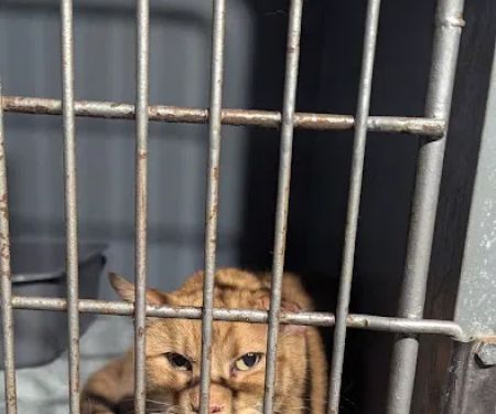 Gallatin Veterinary Clinic