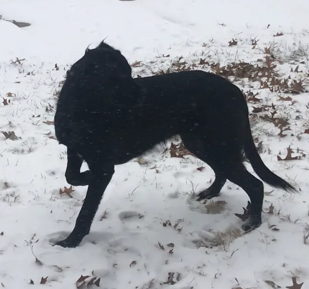 Chillicothe Animal Hospital Picture 1