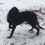 Chillicothe Animal Hospital