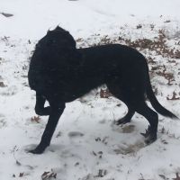 Chillicothe Animal Hospital ico