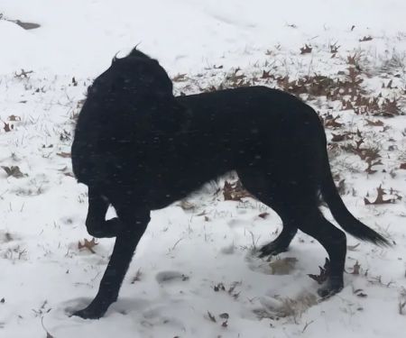 Chillicothe Animal Hospital