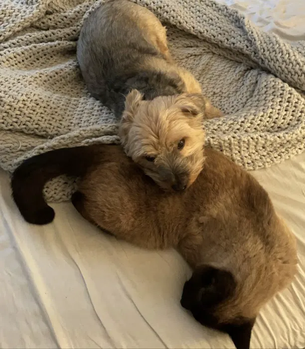 Chillicothe Animal Hospital Picture 3