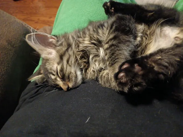 Chillicothe Animal Hospital Picture 10