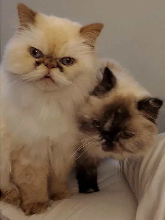 Chillicothe Animal Hospital Picture 6