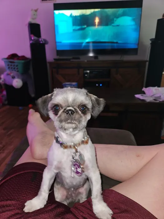 Sugar Creek Veterinary Services Picture 1