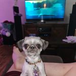 Sugar Creek Veterinary Services