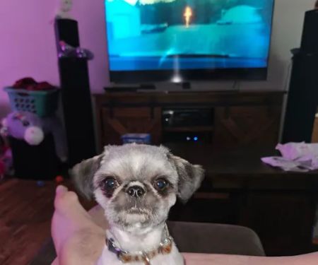 Sugar Creek Veterinary Services