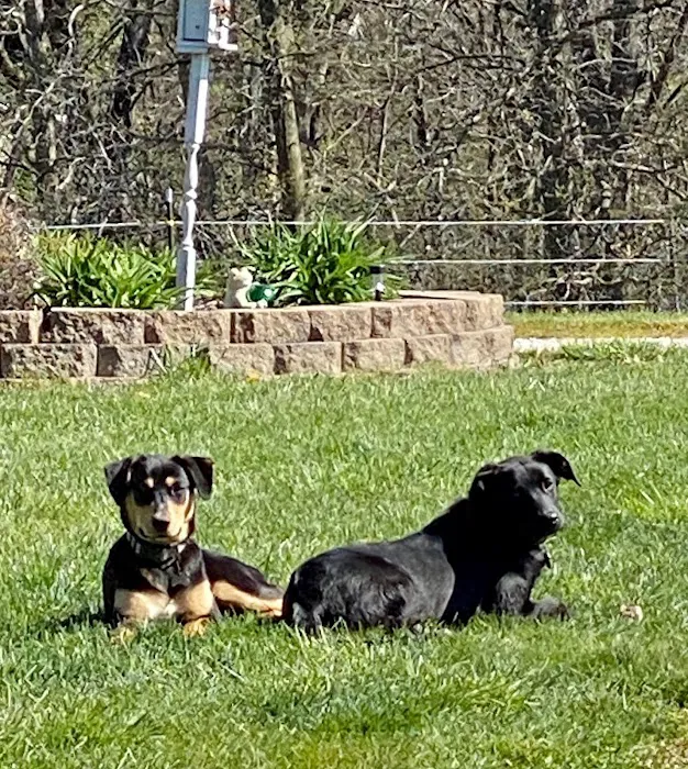 Sugar Creek Veterinary Services Picture 3