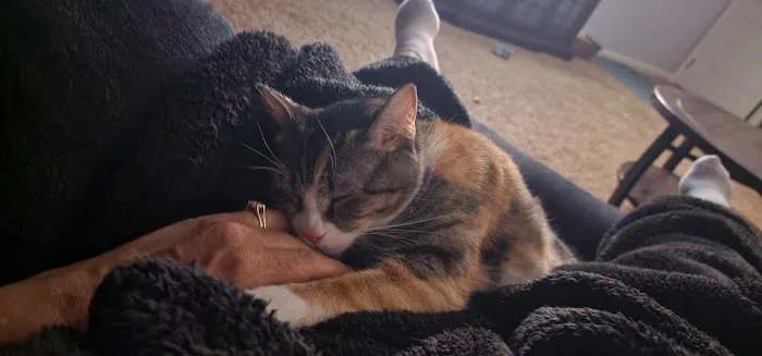 Sugar Creek Veterinary Services Picture 5