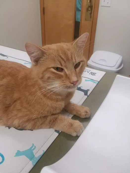 Sugar Creek Veterinary Services Picture 6