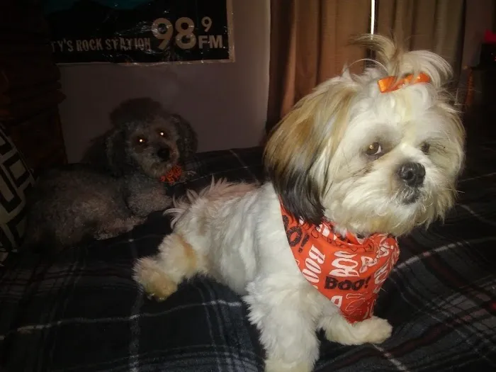 Sugar Creek Veterinary Services Picture 4