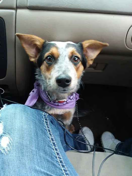 Sugar Creek Veterinary Services Picture 8