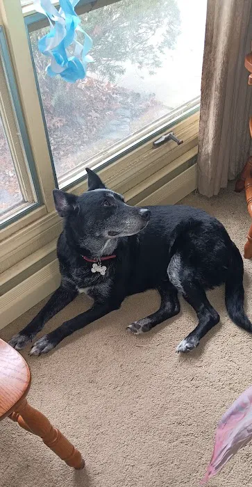 Sugar Creek Veterinary Services Picture 7