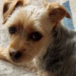 Green Hills Veterinary Clinic