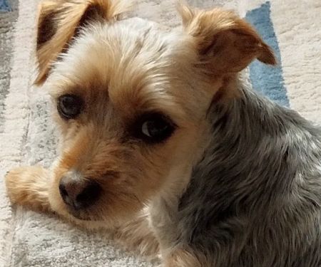 Green Hills Veterinary Clinic