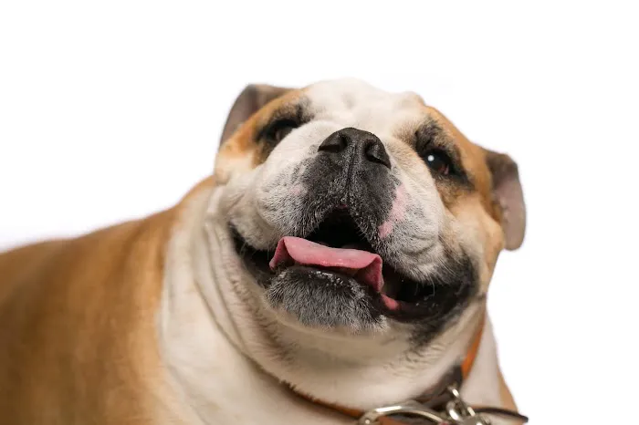 Green Hills Veterinary Clinic Picture 2